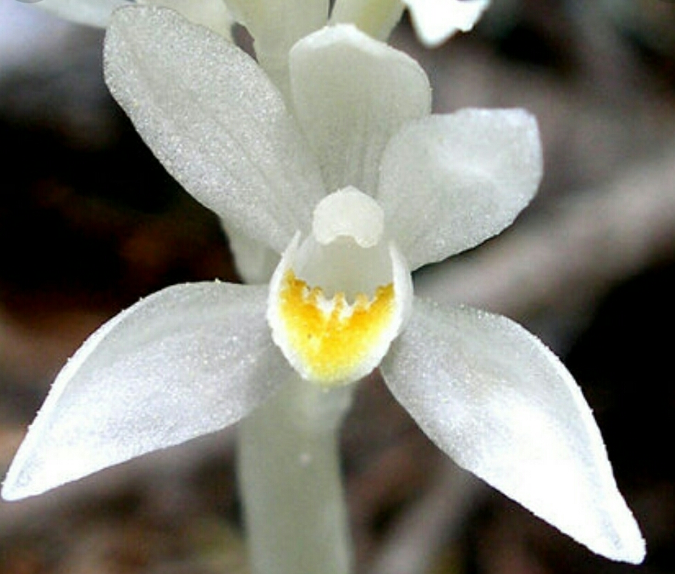 Phantom Orchid Scent Trek®