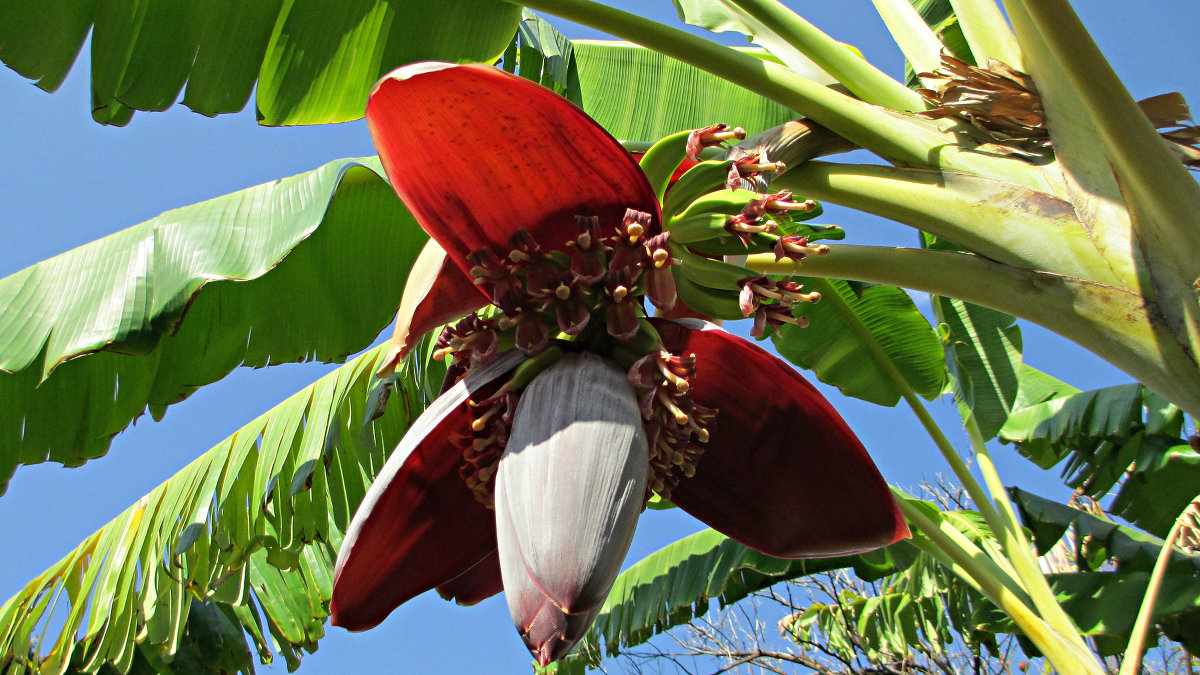 Банановое дерево цветение