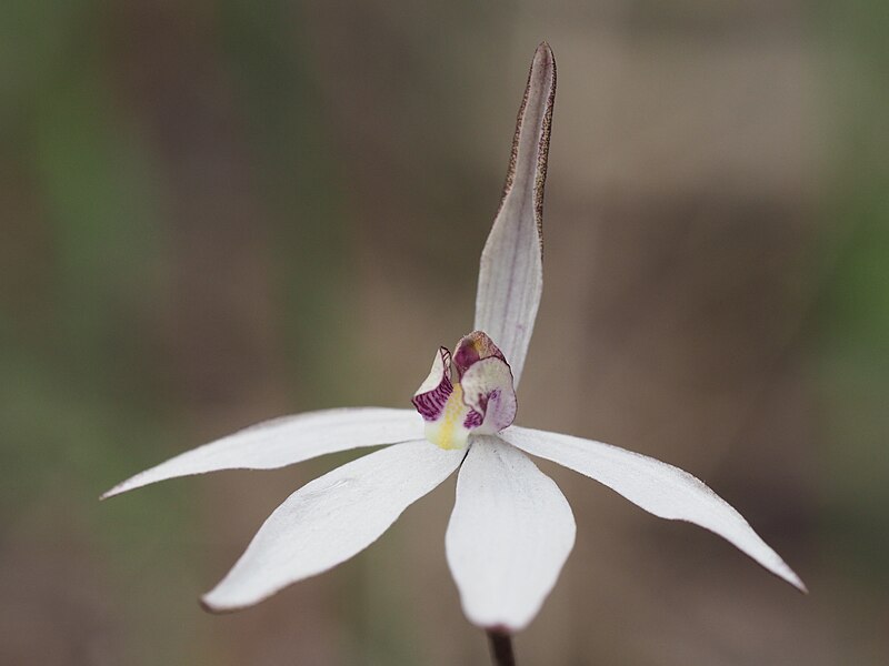 Сахарная орхидея