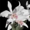 Прикрепленное изображение: Орхидея.jpg