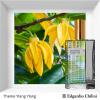 Фото Theme Ylang Ylang Edgardio Chilini